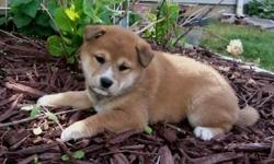 Adorable Shiba Inu puppies. They are 10 weeks old, extremely beautiful puppies. These little dogs had rabies vaccination, chip registration and passport. They have also been treated against fleas and parasites. Text me at 240-844-2360