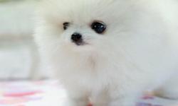 We are offering 3full blooded fluffy adorable Pomeranian puppies. 2 parti white girls and 1 gorgeous brown boy.Both puppies have visited the vet and passed with flying colors,They are dewormed, vaccinated and come with a health booklet and puppy package