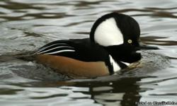 Hey, I have One 2012 Hatch pair of Greater Scaup Ducks, Smew Ducks, Hooded Merganser and Apricot wood duck for sale.