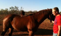 8 year old mare quarter horse, will take a bridle and saddle, she is rideable but needs someone with a firm hand