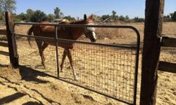 26 years old Quarter horse in great health.