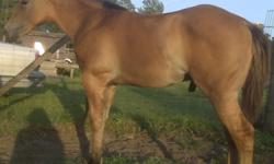Here is the list of what I have for sale or trade:
2009 AQHA Zebra Dun colt that can be registered with IBHA and possibly through foundation association as well, his full pedigree can be located on allbreedpedigree.com under Tetons Park Granger. Would be
