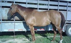 Snippers Cutter Reed AQHA#4566576&nbsp;&nbsp; 2004 15h red dun gelding, (breeding includes Cutter Bill, Pine Wampy, Snipper Reed, Magnolia Bar)&nbsp; Broke to ride, gentle, been worked some on cows-very cowy, used some in the pasture gathering cows,