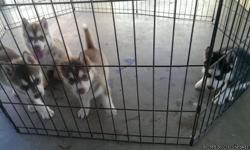 for sell pure husky breed puppies brown with white n black with white text me for more info (562) 619-6428