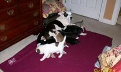 I have 5 female and&nbsp;4 male puppies,born 4/13/2014,&nbsp;who need loving homes.&nbsp; Will be ready on 5/24/14.&nbsp; The mama is a husky/pit mix with a loving and affectionate personality.&nbsp; Good guard dog!&nbsp;The daddy(s) unknown...&nbsp;