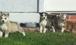 Fluffy Husky puppies!! 8 weeks old Beautiful and playful puppies. Easy-going temperaments.Some with blue eyes and some with either brown or black eyes. Huskies make great family dogs. Kid-approved! &nbsp;They have had first vaccines and have been