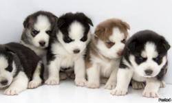 Purebred Siberian Huskies
They were born Jan-19-2014. Shoots up to date.
Very cute and friendly puppies for your children at home.
You may hurry up, they will be gone soon.
More Pictures, go to: