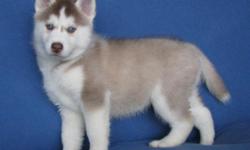 i have gorgeous husky puppies ready for adoption they will be 12 weeks old soon. I have 2 boys and 2 girls . they will be well
socialised with children and adults, fully wormed up to date,please text
for details (561) 688-3400