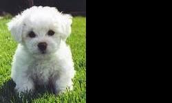 678-667-2322 White fluffy hypoallergenic REGISTERED Bichon Frise puppies. They are up to date on their vaccines and worming and come with a 1 year written (money back) health warranty. They are being house trained and love to play. They will be freshly