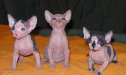 Beautiful Hyppo-allergenic Sphynx kittens. CFA and TICA registered, all our kittens are HCM scanned. FIV and Leukemia tested. We offer a 12 months health guarantee.
All pets are spayed or neutered and Microchip before placement. We raise Sphynx