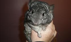 I Have 2 Male Chinchillas That I Am Selling With Their Cage All For $350.
They Are Really Good Pets And They Love To Be Held!
I Just Dont Have Any Time To Spend With Them No More And I Just Want Them To Have A Good Home.
I Bought Them For A Couple Months