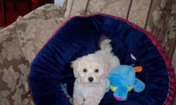 Cute, cuddly, playfull and affectionate male maltipoo puppy.
Hair is cream caramel colored.
Mom is a maltese.
Dad is a Toy poodle.
Full of funny antics and will be a great addition to the family.