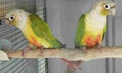 I'd like to buy a young pair of cinnamon or dusky green cheek conures, and get them to me in beaver falls pa. Cash when they arrive. I included pics of what I'd like them to look like, the first pair are gorgeous, I think. I pretty much like them all.