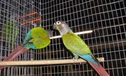 I'll give them or a very good home, wanting for a pair of turquoise I need only for you to bring them to me. no cage or toys or food is needed, the reason your rehoming is your own, I have 2 other pair of conures and should anything happen to me-- I've