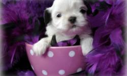 I have a Imperial Shih Tzu Puppy female all white with come black on her ears she will be no bigger then 7 lbs with short legs and short back AKC. She will be ready to go to her forever home on the first week of july 2 she was born 5-7-11 if your are