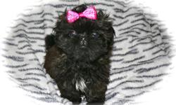 Beautiful tiny Shih Tzu puppies for sale. AKC parents. Take a look at my website www.glamorousshihtzu.com