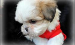 LiL Imperial Male shih tzu puppy 9 weeks old will be no bigger then 6 to 7 lbs with short legs and short back he has such a cuddly personality, and loves attention he is potty trainied. he is ready for his forever home, he has been checked by my vet and