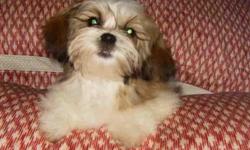 This is Molly She is a real small ShihTzu,
If you Loves Shih Tzu's Molly is the greatest
Shes Small with little short legs
great personality,Independent
Loves to run and play,
DOB 1-11-11
CKC registered
Puppy shots, worming
Should be around 5 - 6 Lbs