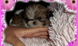 &nbsp;Imperial Shih-tzu Puppy
Born And Raised in Arizona
Shuang Tiny Female 8 weeks old 17 oz est adult wt 3-5 lbs
(Meaning Lively Cheerful To Please)
&nbsp;
&nbsp;
Pure Breed No Mixed Breeds here.
Born from a long line of Imperial Shih-tzus
&nbsp;
Ready