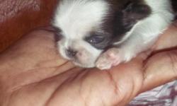&nbsp;Imperial Shih Tzu Puppies
Limited AKC Mother is Cream n White wt 6 lbs
AKC Father is Solid Gold wt 4 Lbs
&nbsp;
&nbsp;
Puppies will be ready by September 27 at 10 weeks of age
You are able to lay a way your dream puppy
&nbsp;
These Puppies will be