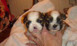 Shihtzu Puppies CKC males $175 and Females $225 Summer over stock sale, call 229-242-5699 or 229-548-4300 or email hlopshire@yahoo.com also check out web site www,klspuppies.com