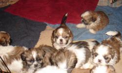 Shihtzu Puppies CKC, Tiny born 5-31-11 Males $175 and Females $225, Summer over stock sale available to go home now. call 229-242-5699 or 229-548-4300 or email hlopshire@yahoo.com also check out web site www.klspuppies.com