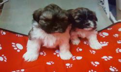 Tiny imperial shihtzu puppies super cute and adorable and small they will be around 6 to 7 pounds full grow they are 8 weeks old ready to go this price is good deal i need to sales before june 8 and travel call for more information is 4 females and 1 male
