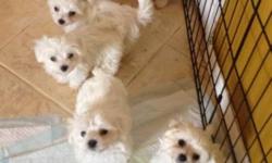 Pure Breed Maltese puppies
Fully paper trained
Kennel trained
Will go in kennel on command and stay on command
Both parents on owned by seller
Will allow a deposit $100 and then 2 equeal payments in 4wks