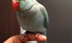i have indian ringneck parrot 5 months old.. hes name is mango..
i have one big cage, one small cage, one travler cage, a lot of toys & a lot of kinf food probebly last u more then 2 years,
& perchs
&nbsp;
asking for only &nbsp;$499 for everything...
