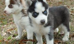Text or call us at (218 ) 382-8075 our Siberian husky puppies are well socialized and hand raised in our home, receiving lots of love and attention. Each puppy is AKC registered, micro-chipped, up to date on vaccines and dewormings, litter pan trained and