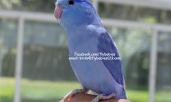 This fascinating and delightful little girl is a joy to engage with in the aviary every day. &nbsp;She is a magnificent and and awe-inspiring sight as she makes herself at home with you. &nbsp;The striking blue feathers make her a stunning and beautiful
