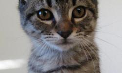 Izzy - Medium Female Domestic Short Hair Striped Tabby Kitten
West Coast Dog and Cat Rescue
P.O. Box 72401
Eugene, OR 97401
5412254955
&nbsp;&nbsp; &nbsp;
IZZY is a striking female brown and gray tabby DSH (domestic short hair) kitten with dramatic