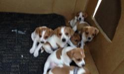 Very cute, adorable puppies. Super friendly and playful. Small to medium size.