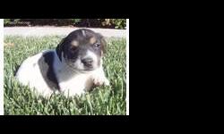 Jack russel PUPPY'S, BLOOD LINE JACK RUSSELL TERRIER, taking deposits, dew claws & tails docked, humanized, 85% house broken, lon