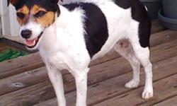 I am seeking a good home for my 8 yo fe Jack Russell, named ?Rose.? I got Rose 3 yrs ago from a breeder. She was, for the most part, neglected most of the time & left alone with other Jack Russells; so, when she came to me, she was very fearful of