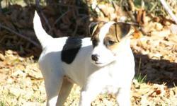 Gorgeous Jack Russell female, 11 weeks, tri-color and lightly broken coat. Fully papered, longer legged and a beauty! Give us a call at --. She is amazing and so cute!