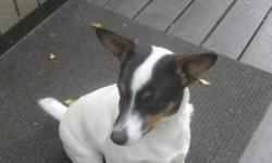 I have a one yar ol nutered male jack russell that needs a loving home. Tiny is great with kids and he loves to be inside as well as out. He loves to sleep with you or is fine sleepeing alone. Great dog with huge personality. I don't have the time to give