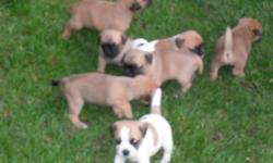 they are going quick, 4 brown with black markings. boys and girls. all had there first shots and are ready to go, they are people dogs and love to play.