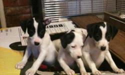 Full Blooded Jack Russell Puppies ready to go!! For more information, call --.&nbsp;