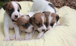 Jack Russell Puppies for sale! Males and Females, tailed docked and wormed. Really to go! Born April 14, 2011?..$175 each, call quickly for pick of the litter!! For more pictures email jcole57@gmail.com
Abby and Sam are the parents!
Please call