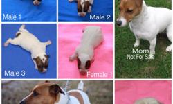 Jack russell puppies,NKC regerstered ,smooth coat,short leg.Tails docked and dewclaws removed.Pups were born 5-3-14, very good markings.Will be dewormed and first shots at pick up.$100.00 deposit will hold puppy till pick up.Tex or call 828-208-4004 No