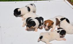 six registered jack russell puppies for sale,all female,de-wormed and shots to date,excellent quality ,broken coat being weaned now.