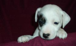 Hi my name is Sahara
I?m a full blooded Jack Russell Terrier Puppy, with a short haired, smooth coat, and short legs.
My parents are on the property where I live, so you will have the opportunity to meet them when you come to visit me.
I was born on 2 ?