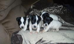 I have a litter of puppies for sale.
3 Males, and 1 Female, born the 10th of November.
All puppies should be available by January 10th, 2011
Females and Males are either Black and White, with Brown cheeks.
All Puppies are raised indoors and away from