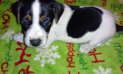 READY NOW!!! We have 3 females and 2 males available.
&nbsp;
All pups are CKC, smooth coats. You may view more information at http://springhilljacks.com
&nbsp;
If you are serious about bringing home a Spring Hill Jack, please be sure to fill out our