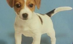 Selling Jack Russell Terrier Puppies. &nbsp;The most smart and best friend dog ever, you will not regret buying it.