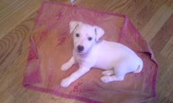 Champion Bloodline&nbsp;female Jack Russell Terrier for sale!&nbsp;Gorgeous female, lightly broken coat puppy available. She is&nbsp;wonderful with children and other animals.&nbsp;&nbsp;This puppy is smart,&nbsp;snuggly, quiet and sweet.