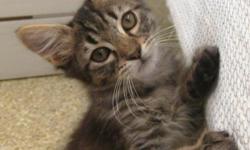 Jake - Medium Male Domestic Long Hair Striped Tabby Kitten
West Coast Dog and Cat Rescue
P.O. Box 72401
Eugene, OR 97401
5412254955
JAKE is a male brown and gray tabby DLH (domestic long hair) kitten who is very laid back and gentle. His idea of a good