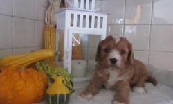 Do you think I'm cute? If so, then Hey, I'm Jake! The sweetest Male Cavapoo you could ever meet! I am one of the designer breeds between a King Charles Cavalier and a Poodle. I was born on September 13th,2014 from a 15 lb mom and a 12 lb dad! Many people