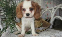 Do you think I'm cute? If so, then Hey, I'm James! The sweetest Male King Charles Cavalier you could ever meet! I was born on March 22nd, 2014. Many people seem to like me for my soft, silky cream and white fur, my cute little floppy ears, and my adorable